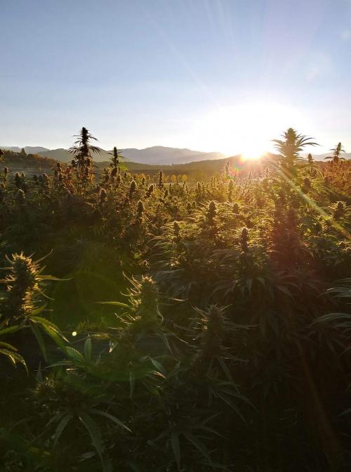 FB_IMG_1597927453861