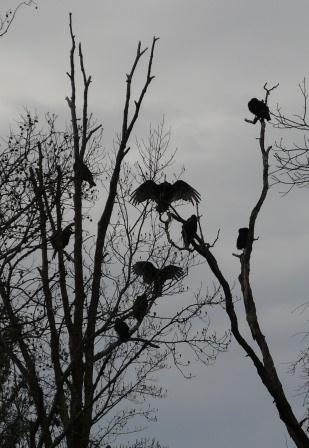 vulturesafterwetcoldnight