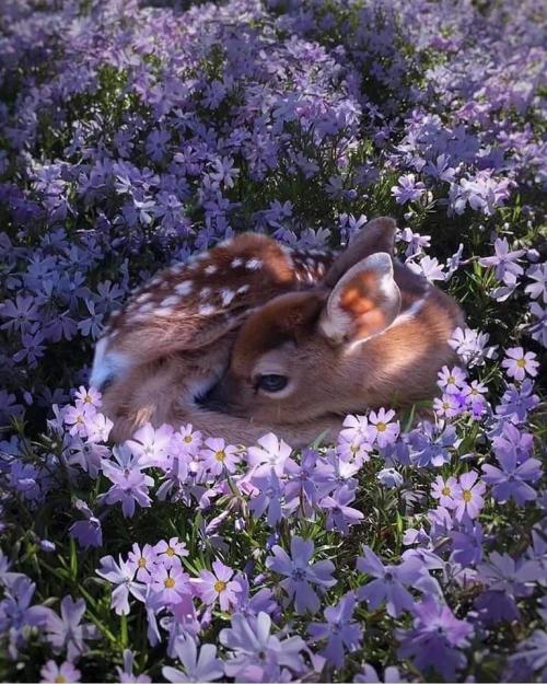 Fawn i Flowers