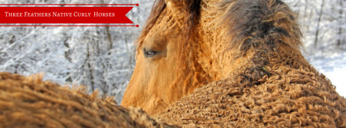 Three Feathers Native Curly Horses