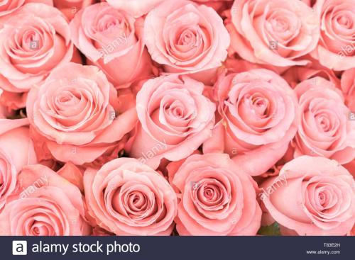 background-of-pink-orange-and-peach-roses-fresh-pink-roses-a-huge-bouquet-of-flowers-the-best-gift-for-women-T83E2H