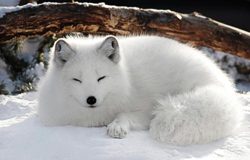 1-snow-fox-amanda-horst