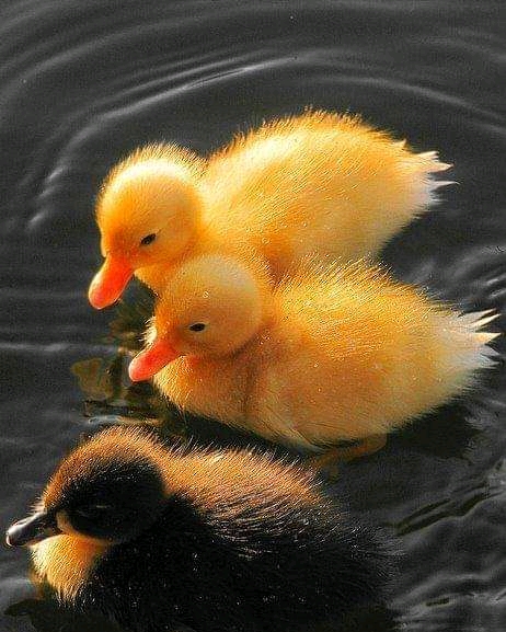 FB_IMG_16003233124073738