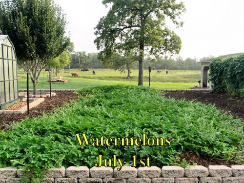 Watermelon_1