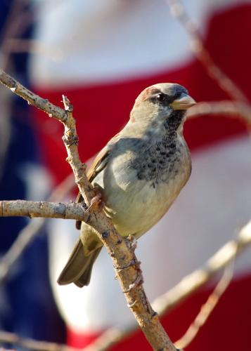Patriotic Sparrow R