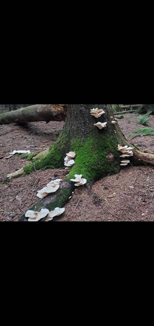 118630423_10221295511449828_5274868849621504557_o