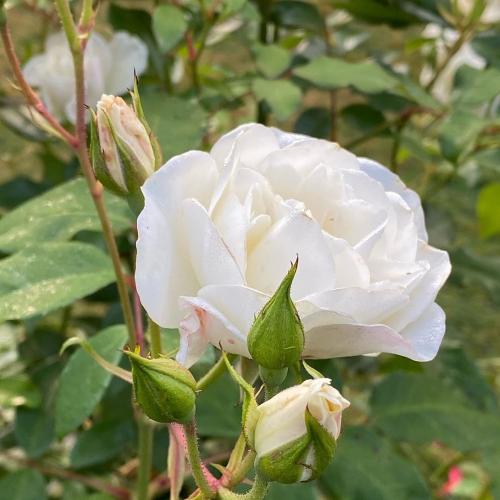 IMG_20200925_024641_636