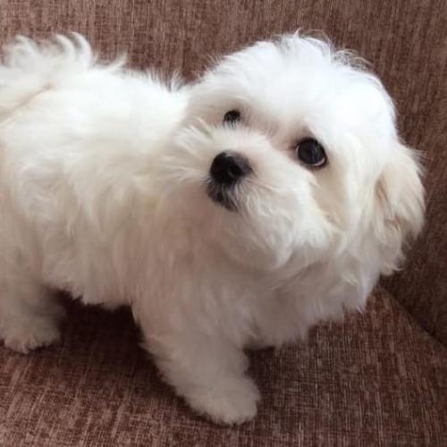 IMG_20200408_030251_990