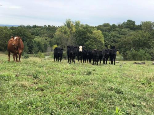 72631985_10218383781043275_7942529595671052288_n