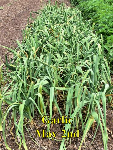 Garlic_1