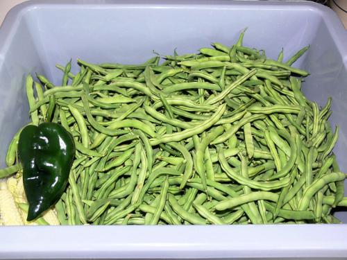 GreenBeans_2