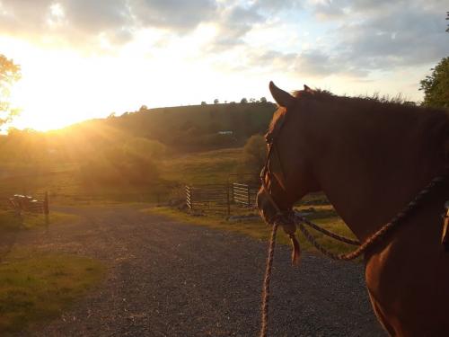 2020-04-11 Cassidy 03