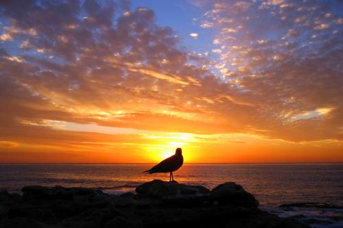 bird-sunset