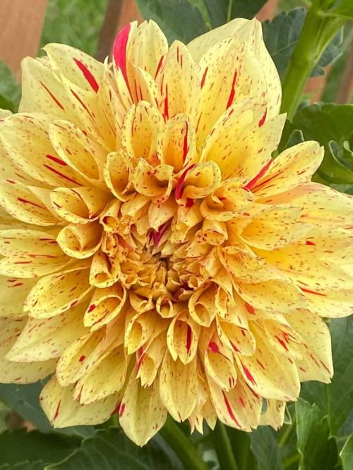 FB_IMG_1596830229064