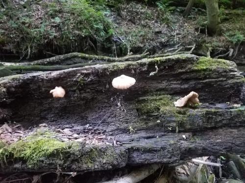 118174775_10221227778796554_6400345347350701991_o