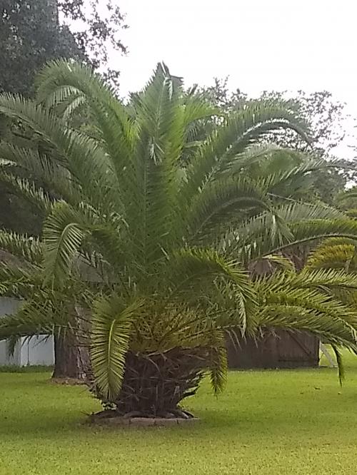 IMG_20200729_182329660