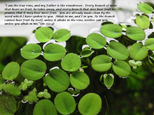 VineBranchesSalvinia