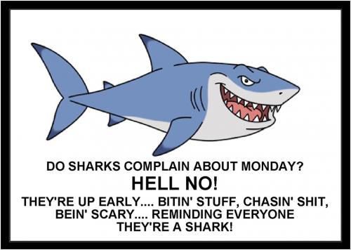 Shark on Monday