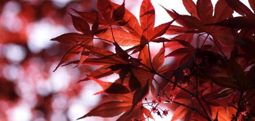 Maple with flower - Copy
