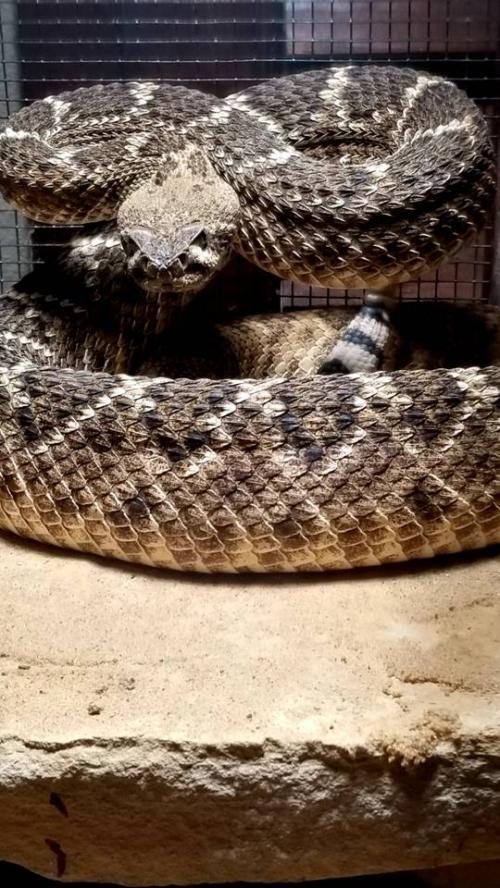 Rattle_Snake-7ee3f1da-afe1-4b21-9d93-08a7a682c880