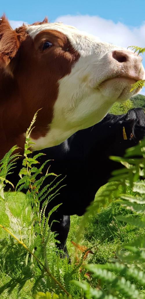 Cant_Quite_Reach_-15861838-7d19-4fc5-94c7-8eb0712ed3fb