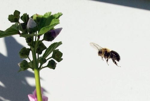 Bee Honey in flight