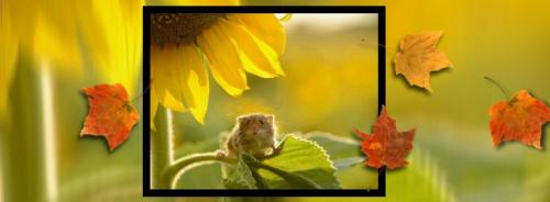 69546139_888237564879212_1998723628887179264_n