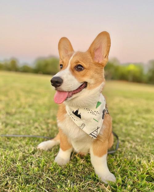 kiko.thecorgi_1601050624452372