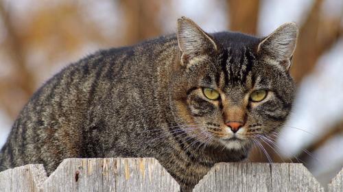 Cat Looking over Fence