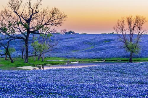 Texas Bluebonnets