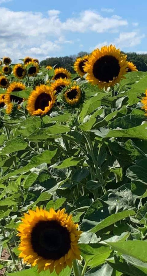 inbound3992510449860921714