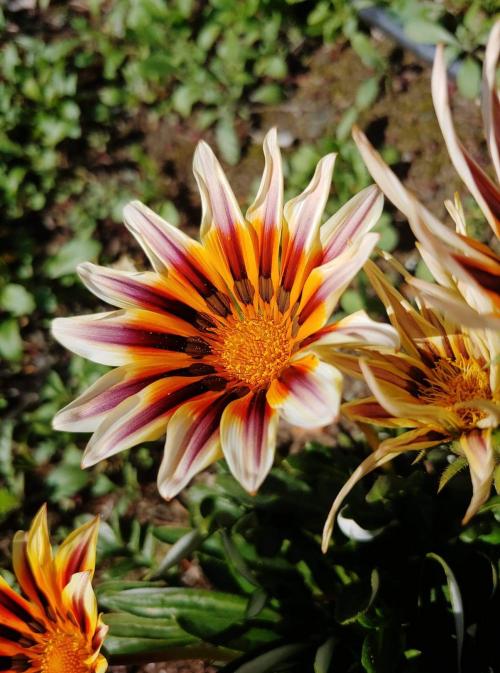 inbound1913225822272778681