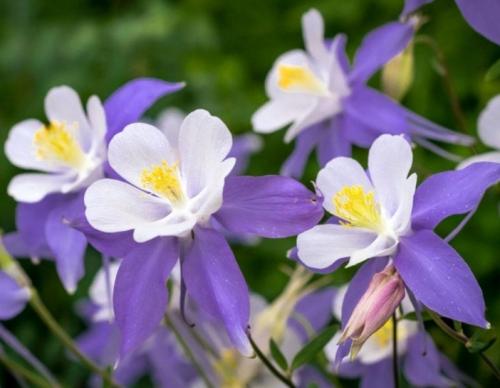 Screenshot_20200730-155908_Chrome