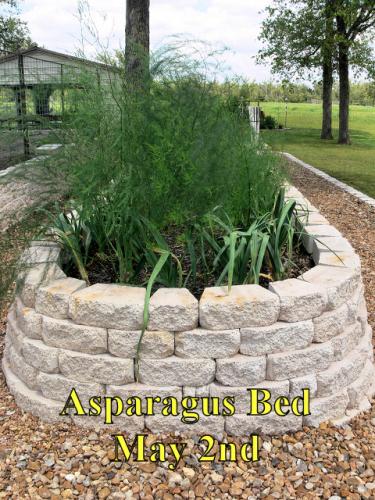 Asparagus_Bed_1