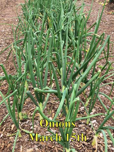 Onions_1