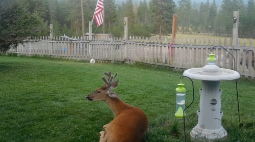 Bart on lawn with rack