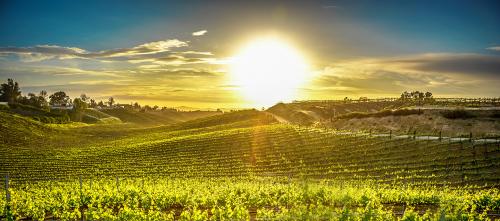 Vineyard Sunset-2