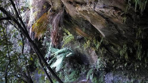 Picture SunBow Overhanging rock w fern growing upside down on it. SunBow took this pic in Australia's bush. 2020