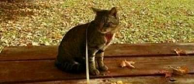 FB_IMG_16014062723849191