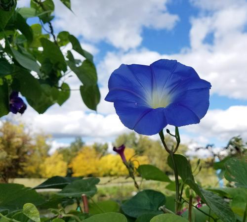 inbound6020081560447260163