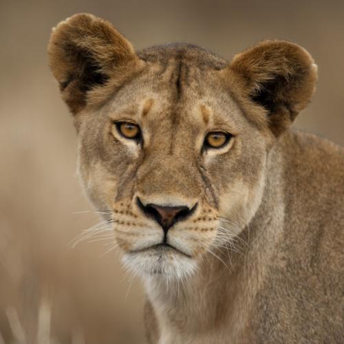 depositphotos_10884562-stock-photo-close-up-portrait-of-serengeti