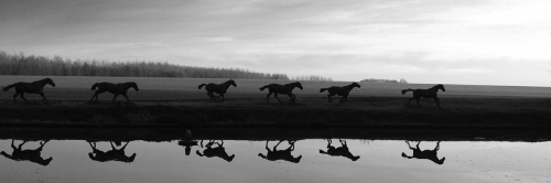 2011-11-19 16.15.0020111119-LRE - 4 b&w