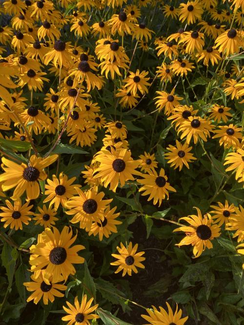 5E5B305E-BC78-4A13-9EAA-2228DC3F3A08