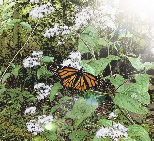 FB_IMG_1599932224865