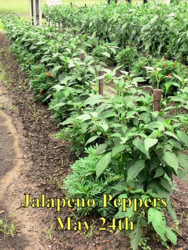 Jalapenos_1