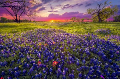 txbluebonnets