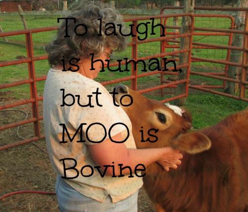 to moo is bovine