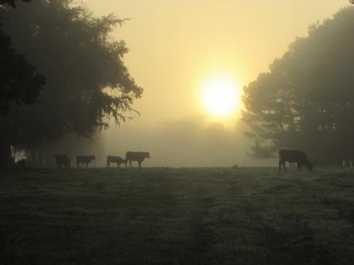 cows foggy sunrise