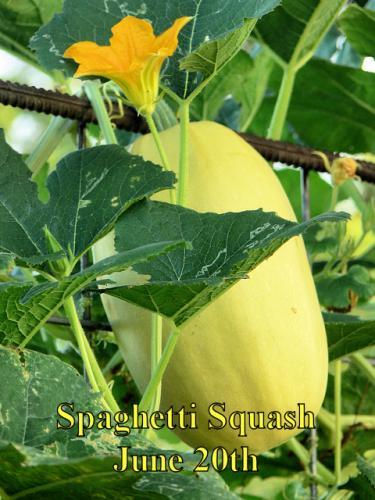 SpaghettiSquash_2