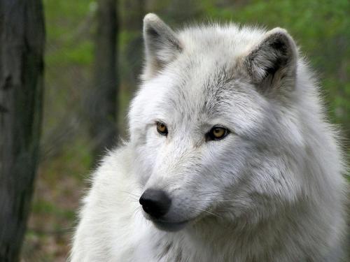 white-wolf-with-golden-eyes-carol-mcgrath